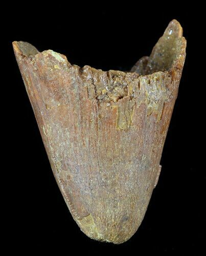 Cretaceous Fossil Crocodile (Elosuchus) Tooth - Morocco #48993